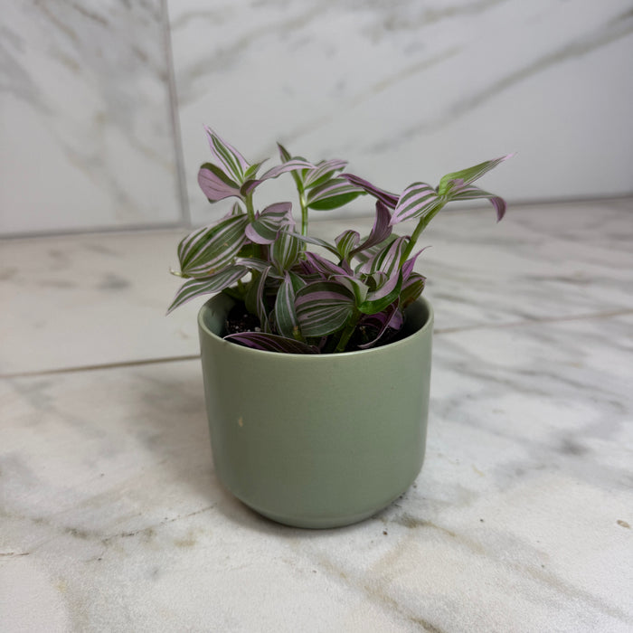 tradescantia indoor or outdoor plant Tradescantia Lollipop, 2" Plant