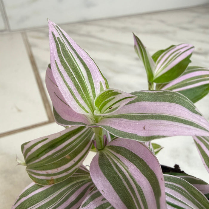 The Plant Farm® Houseplants Tradescantia Lollipop, 2" Plant