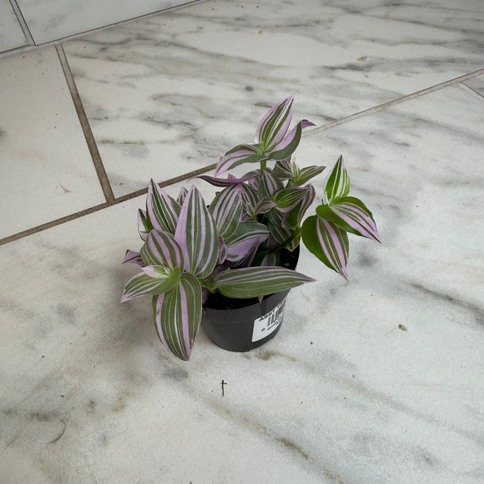 The Plant Farm® Houseplants Tradescantia Lollipop, 2" Plant