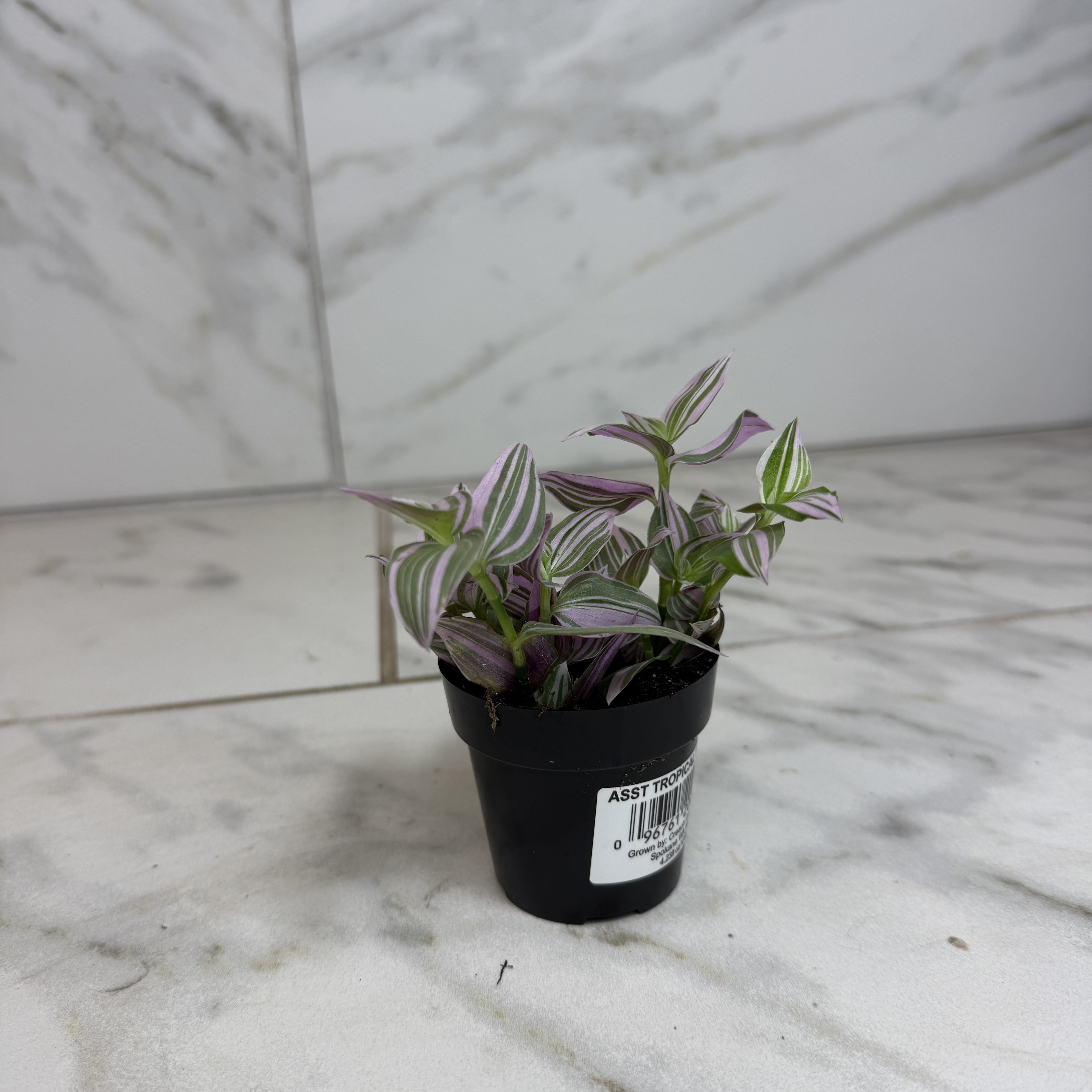Tradescantia Lollipop, 2