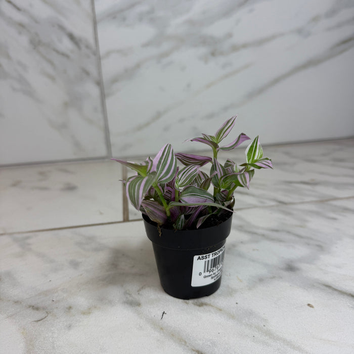 The Plant Farm® Houseplants Tradescantia Lollipop, 2" Plant