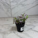 The Plant Farm® Houseplants Tradescantia Lollipop, 2" Plant