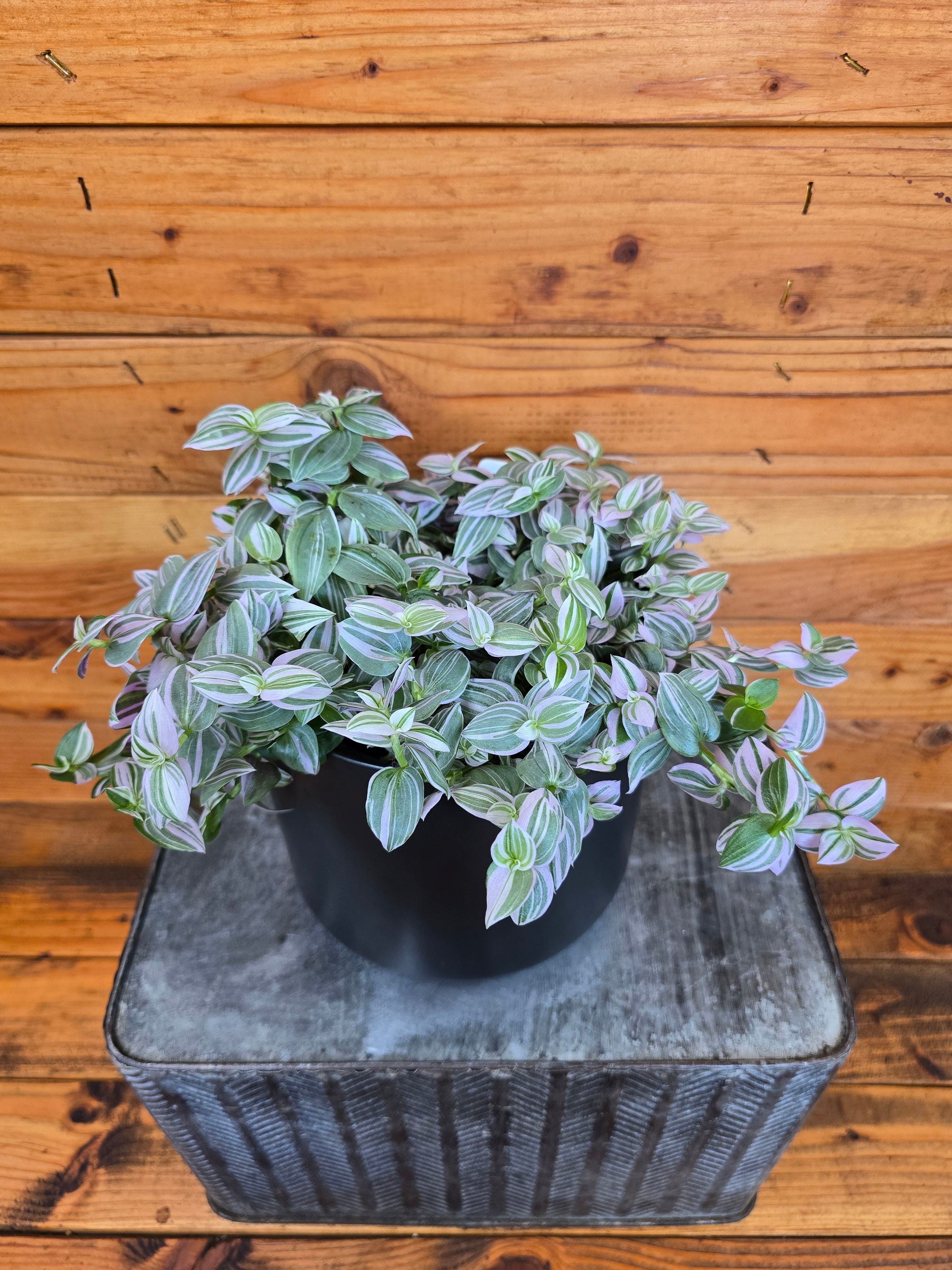 house plant with blue leaves Tradescantia Lollipop, 6" Plant