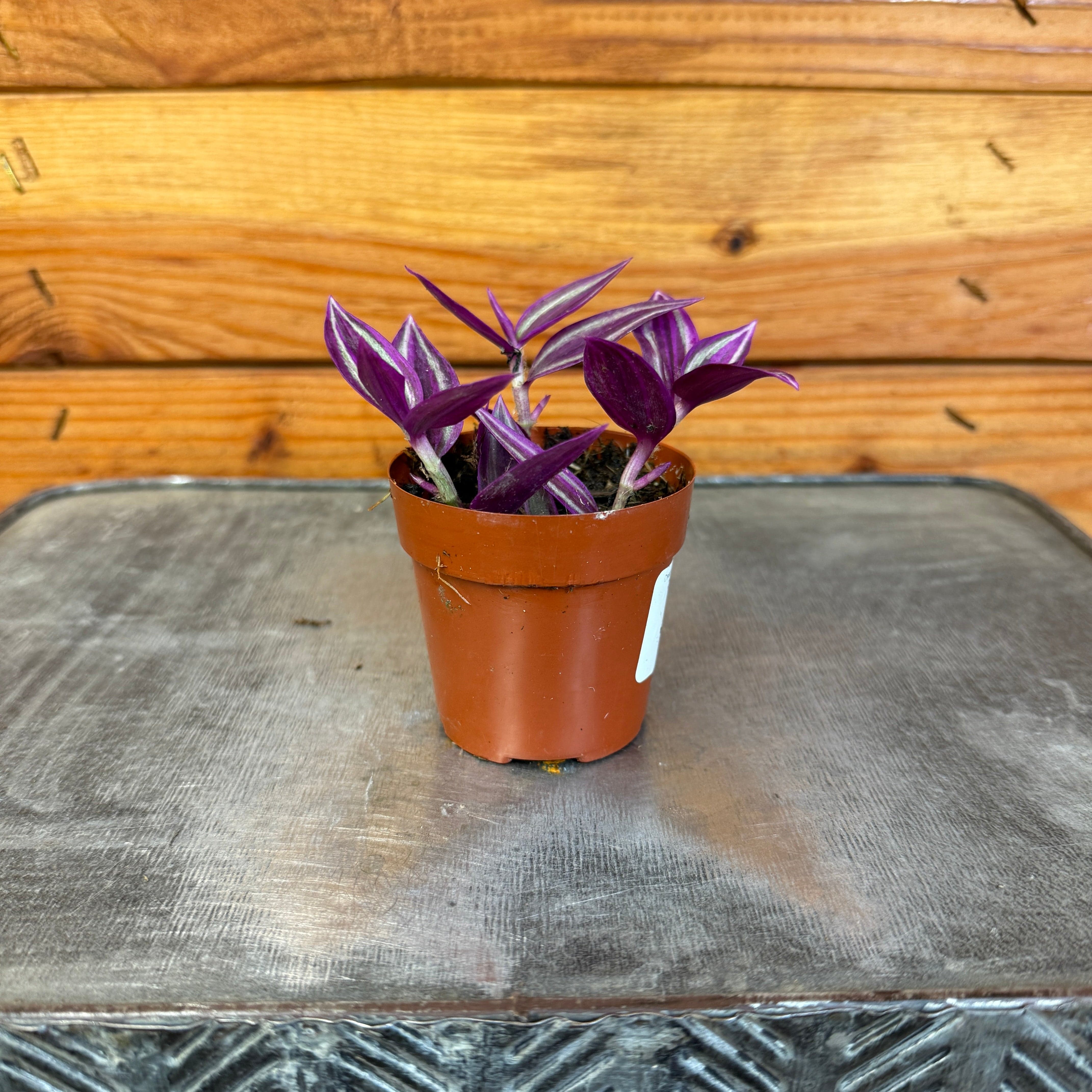 Tradescantia Pink Paradise, 2