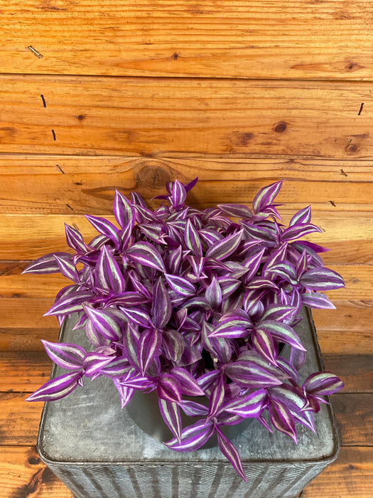 pink tradescantia indoor plant Tradescantia Pink Paradise, 6" Plant — The Plant Farm®