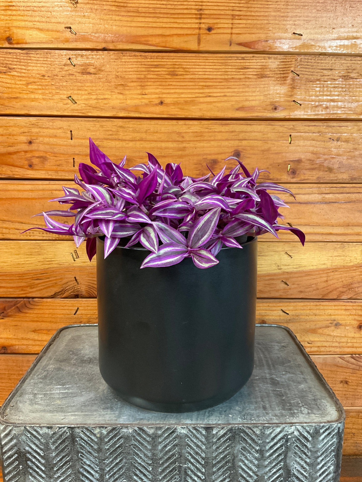 Tradescantia Pink Paradise, 6” Plant — The Plant Farm®