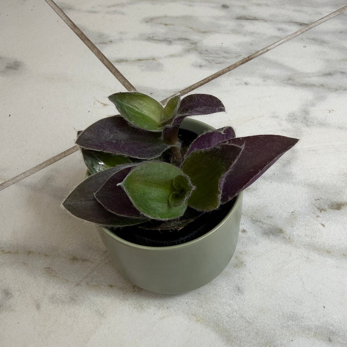 The Plant Farm® Houseplants Tradescantia Sillamontana Purple Teddy Bear Vine, 2" Plant
