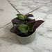The Plant Farm® Houseplants Tradescantia Sillamontana Purple Teddy Bear Vine, 2" Plant