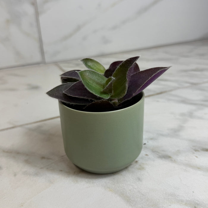The Plant Farm® Houseplants Tradescantia Sillamontana Purple Teddy Bear Vine, 2" Plant