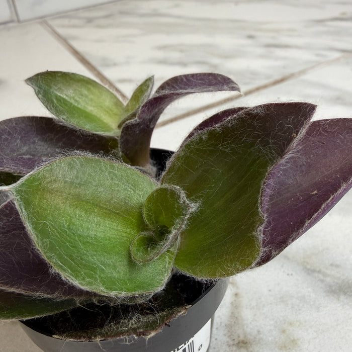 The Plant Farm® Houseplants Tradescantia Sillamontana Purple Teddy Bear Vine, 2" Plant