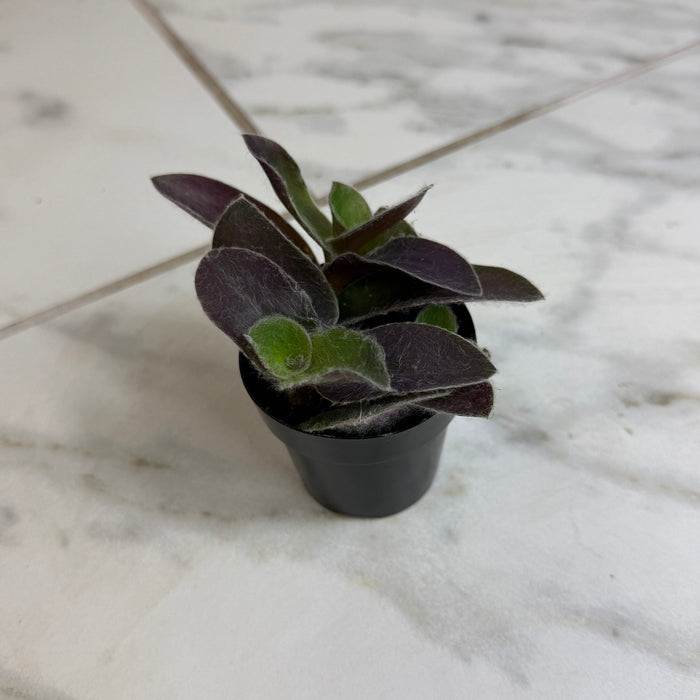 The Plant Farm® Houseplants Tradescantia Sillamontana Purple Teddy Bear Vine, 2" Plant