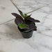 The Plant Farm® Houseplants Tradescantia Sillamontana Purple Teddy Bear Vine, 2" Plant