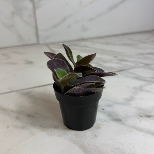 The Plant Farm® Houseplants Tradescantia Sillamontana Purple Teddy Bear Vine, 2" Plant