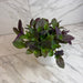The Plant Farm® Houseplants Tradescantia Sillamontana Purple Teddy Bear Vine, 6" Plant