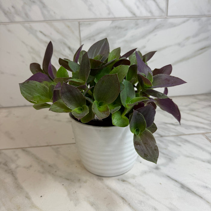 The Plant Farm® Houseplants Tradescantia Sillamontana Purple Teddy Bear Vine, 6" Plant