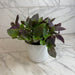 The Plant Farm® Houseplants Tradescantia Sillamontana Purple Teddy Bear Vine, 6" Plant