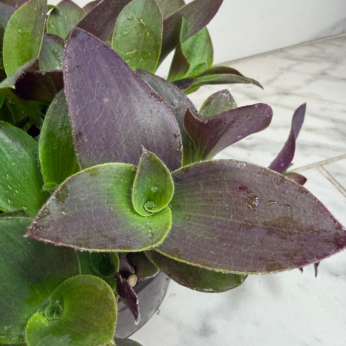 The Plant Farm® Houseplants Tradescantia Sillamontana Purple Teddy Bear Vine, 6" Plant