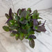 The Plant Farm® Houseplants Tradescantia Sillamontana Purple Teddy Bear Vine, 6" Plant