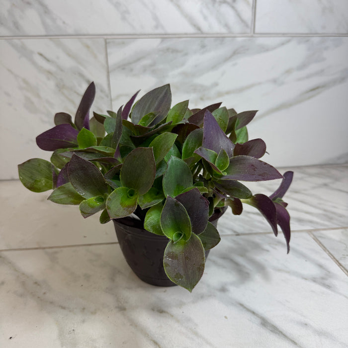 The Plant Farm® Houseplants Tradescantia Sillamontana Purple Teddy Bear Vine, 6" Plant