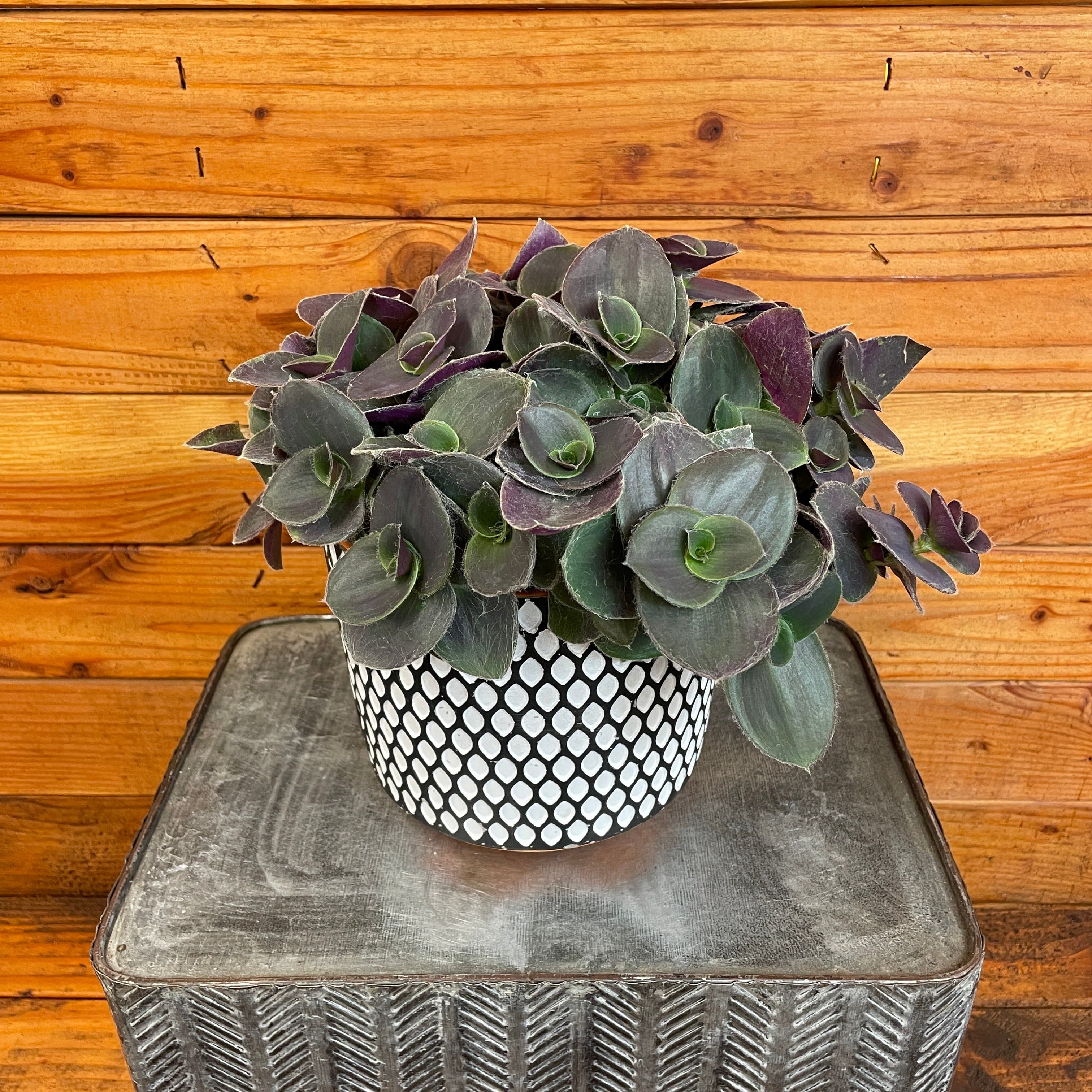the-plant-farm-houseplants-