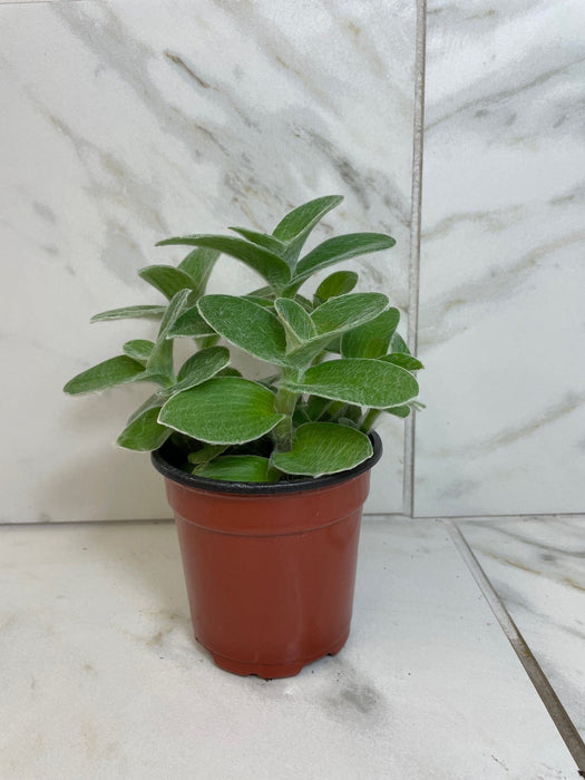 The Plant Farm® Houseplants Tradescantia Sillamontana Teddy Bear Vine, 4" Plant