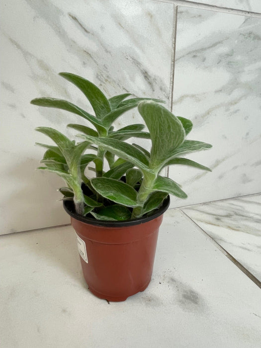 The Plant Farm® Houseplants Tradescantia Sillamontana Teddy Bear Vine, 4" Plant