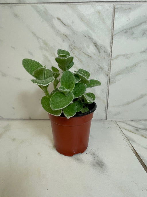 The Plant Farm® Houseplants Tradescantia Sillamontana Teddy Bear Vine, 4" Plant