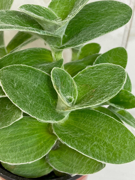 The Plant Farm® Houseplants Tradescantia Sillamontana Teddy Bear Vine, 4" Plant