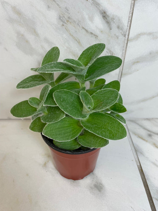 The Plant Farm® Houseplants Tradescantia Sillamontana Teddy Bear Vine, 4" Plant