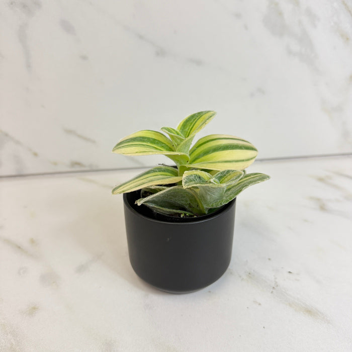 The Plant Farm® Houseplants Tradescantia Sillamontana Variegata, 2" Plant