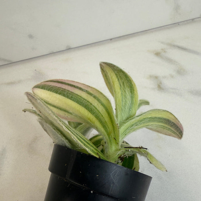 The Plant Farm® Houseplants Tradescantia Sillamontana Variegata, 2" Plant