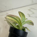 The Plant Farm® Houseplants Tradescantia Sillamontana Variegata, 2" Plant