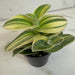 The Plant Farm® Houseplants Tradescantia Sillamontana Variegata, 2" Plant