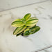 The Plant Farm® Houseplants Tradescantia Sillamontana Variegata, 2" Plant