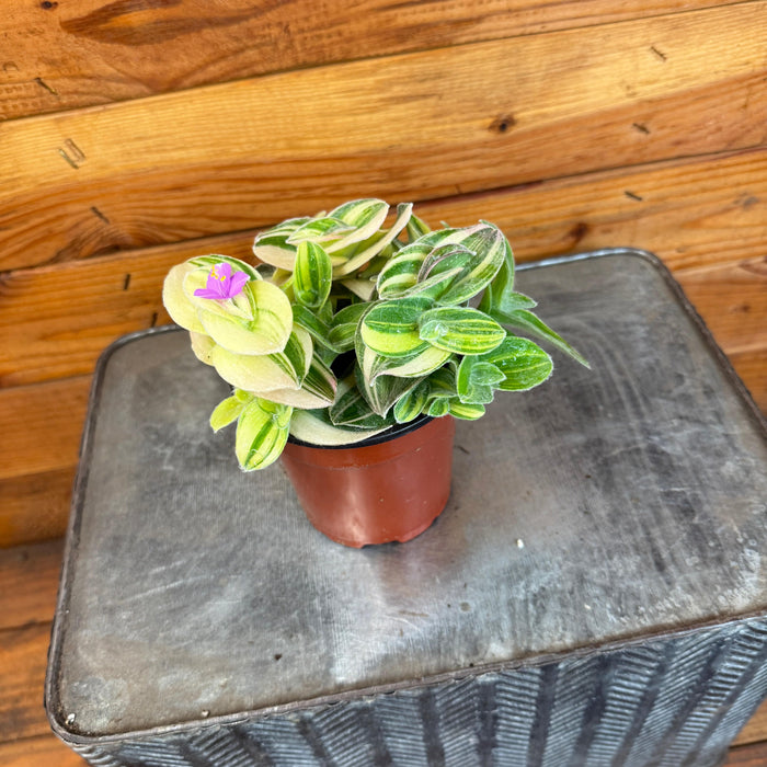 The Plant Farm® Houseplants Tradescantia Sillamontana Variegata, 4” Plant