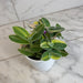 The Plant Farm® Houseplants Tradescantia Sillamontana Variegata, 4” Plant