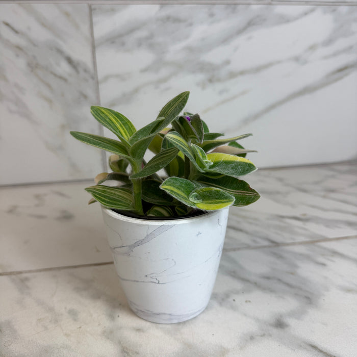 The Plant Farm® Houseplants Tradescantia Sillamontana Variegata, 4” Plant
