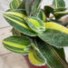 The Plant Farm® Houseplants Tradescantia Sillamontana Variegata, 4” Plant