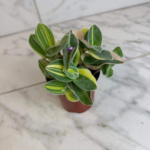 The Plant Farm® Houseplants Tradescantia Sillamontana Variegata, 4” Plant