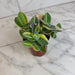 The Plant Farm® Houseplants Tradescantia Sillamontana Variegata, 4” Plant