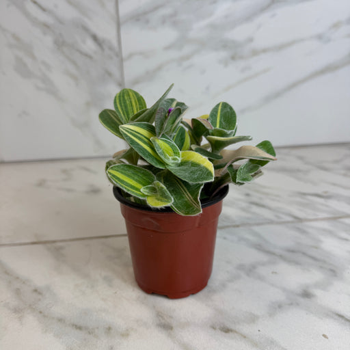 The Plant Farm® Houseplants Tradescantia Sillamontana Variegata, 4” Plant