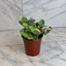 The Plant Farm® Houseplants Tradescantia Sillamontana Variegata, 4” Plant