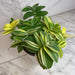 The Plant Farm® Houseplants Tradescantia Sillamontana Variegata, 6" Plant