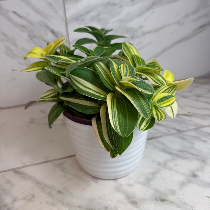 The Plant Farm® Houseplants Tradescantia Sillamontana Variegata, 6" Plant