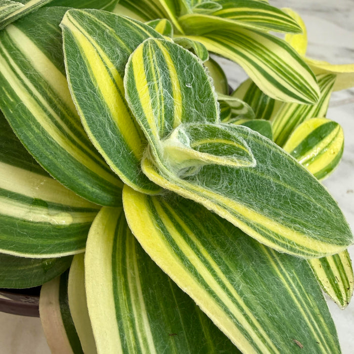 The Plant Farm® Houseplants Tradescantia Sillamontana Variegata, 6" Plant