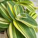 The Plant Farm® Houseplants Tradescantia Sillamontana Variegata, 6" Plant