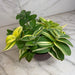 The Plant Farm® Houseplants Tradescantia Sillamontana Variegata, 6" Plant