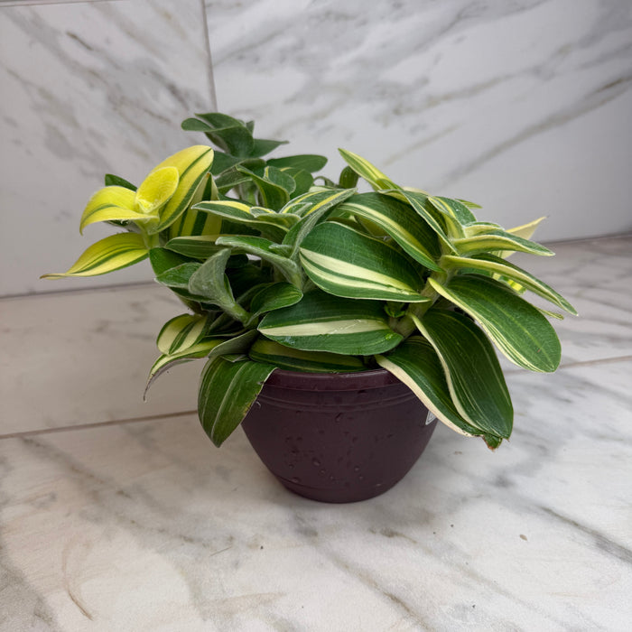 The Plant Farm® Houseplants Tradescantia Sillamontana Variegata, 6" Plant