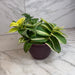 The Plant Farm® Houseplants Tradescantia Sillamontana Variegata, 6" Plant