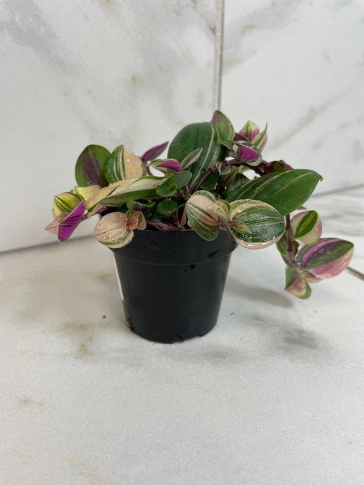 The Plant Farm® Houseplants Tradescantia Tricolor, 2" Plant